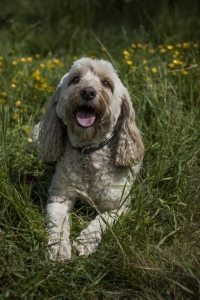 cockapoo elie lion