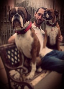 boxer alfie