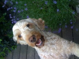 cockapoo edie