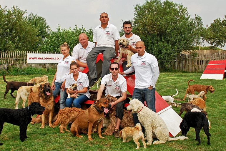 team from halo dogs dog and puppy day care in north london, Hertfordshire and essex