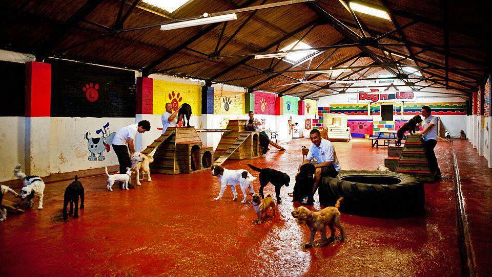 Day care centre for dogs sales near me
