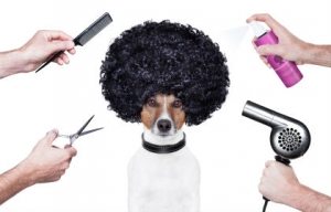 Dog Grooming North London