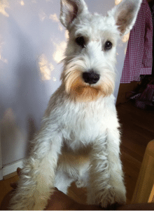mini schnauzer byron