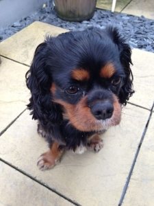 Cavalier King Charles Spaniel London
