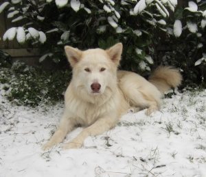 alaskan malamute kai