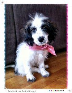bichon frise x cocker spaniel amelie