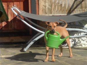 bull mastiff english bull terrier cross treacle pud
