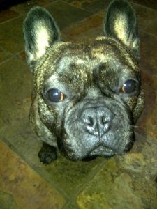 french bulldog chunky