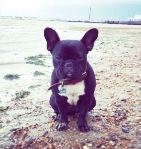 frenchie merv