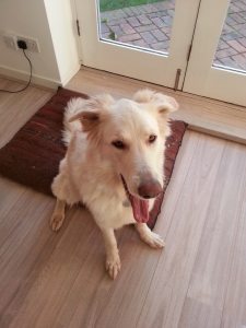 german shepherd maia