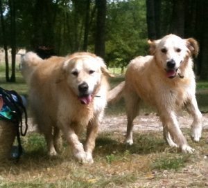 golden retrievers maximus and rudi