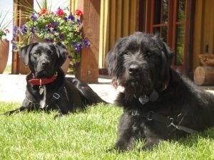 labrador x briard juno and kona