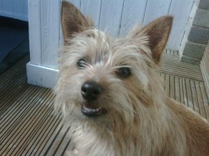 norfolk terrier milo