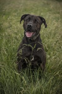 sammy