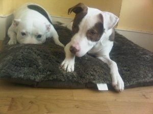 staffordshire bull terriers riku and precious