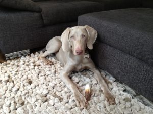 weimaraner whisper