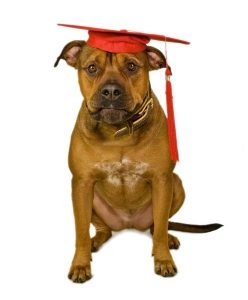 1-2-1 Dog Training London