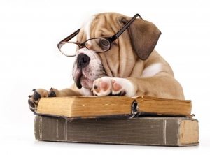 dog daycare london - book a visit.