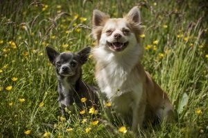 Chihuahuas in London