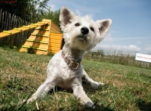 Westiepoo London
