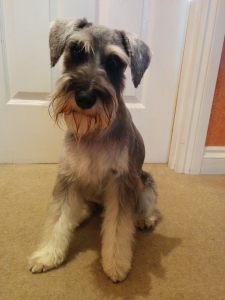 miniature schnauzer gracie