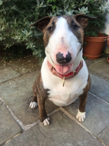 English Bull Terrier Daycare London