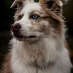 Murphy