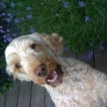 Edie