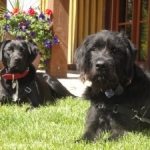 Juno and Kona