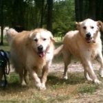 Maximus and Rudi