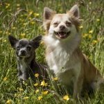 Poppy and Loki