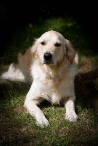 Golden retriever puppy playing fetch at Halo Dogs