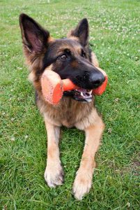 German Shepherd training at Halo Dogs