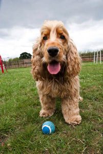 Canine guest enjoying stress-free boarding in London.