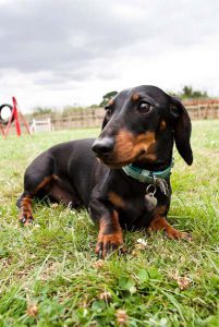 Luxury pet hotel with scenic outdoor space in London.
