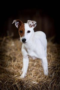 Dogs enjoying a staycation at London dog kennels.