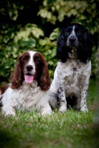 Five-star dog accommodation in London’s pet hotel.