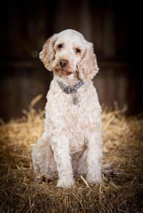 Happy dog on holiday at central London kennels.