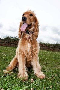 Spaniel in 540acres of farmland in Halo Dogs Enfield