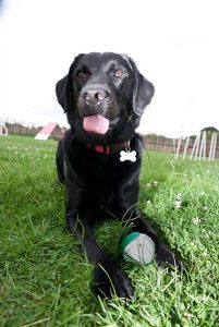 Canine enjoying a suite with toys in a dog hotel.