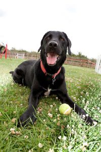 Dog playing fetch during their holiday stay.