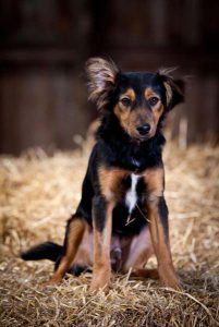 Luxury dog hotel with personalised meal service.