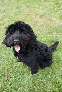 dog training at Halo Dogs London