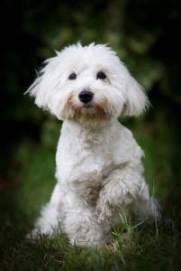 Beautiful puppies in London