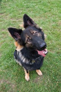 Experienced staff caring for dogs at London dog daycare