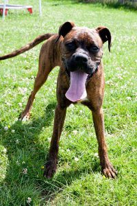 Boxer puppy doing agility in London