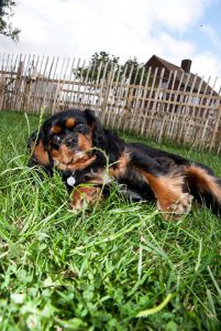 Dogs enjoying outdoor activities at daycare in London.