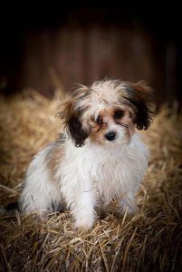 Playful puppy making friends at a dog daycare.