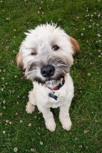 Pampered dog relaxing in a luxury dog hotel London
