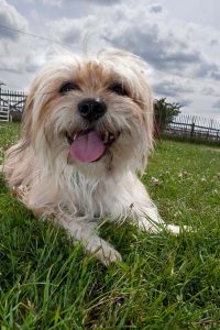 Boutique dog hotel offering 5-star accommodation.